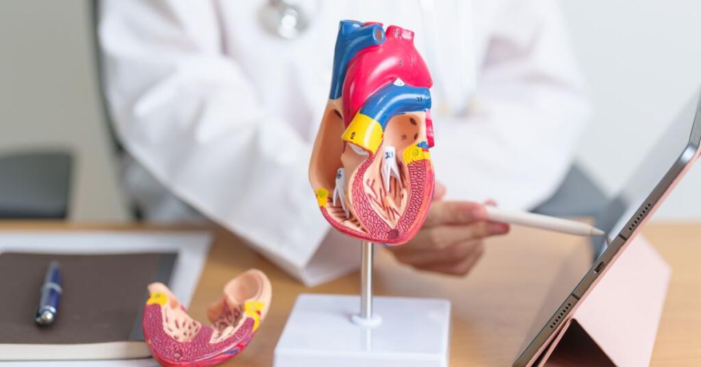 A doctor standing with heart on table